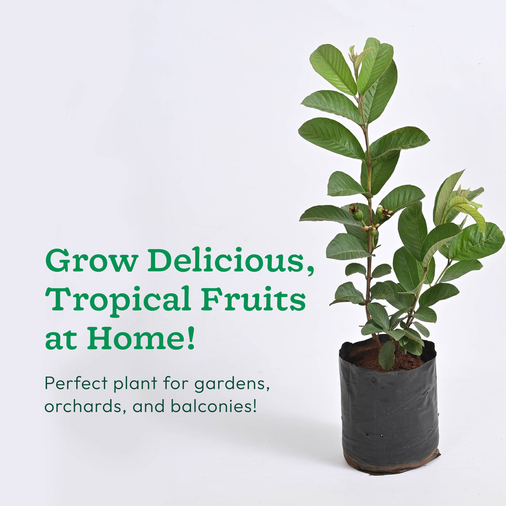 Guava Plant with Grow Bag
