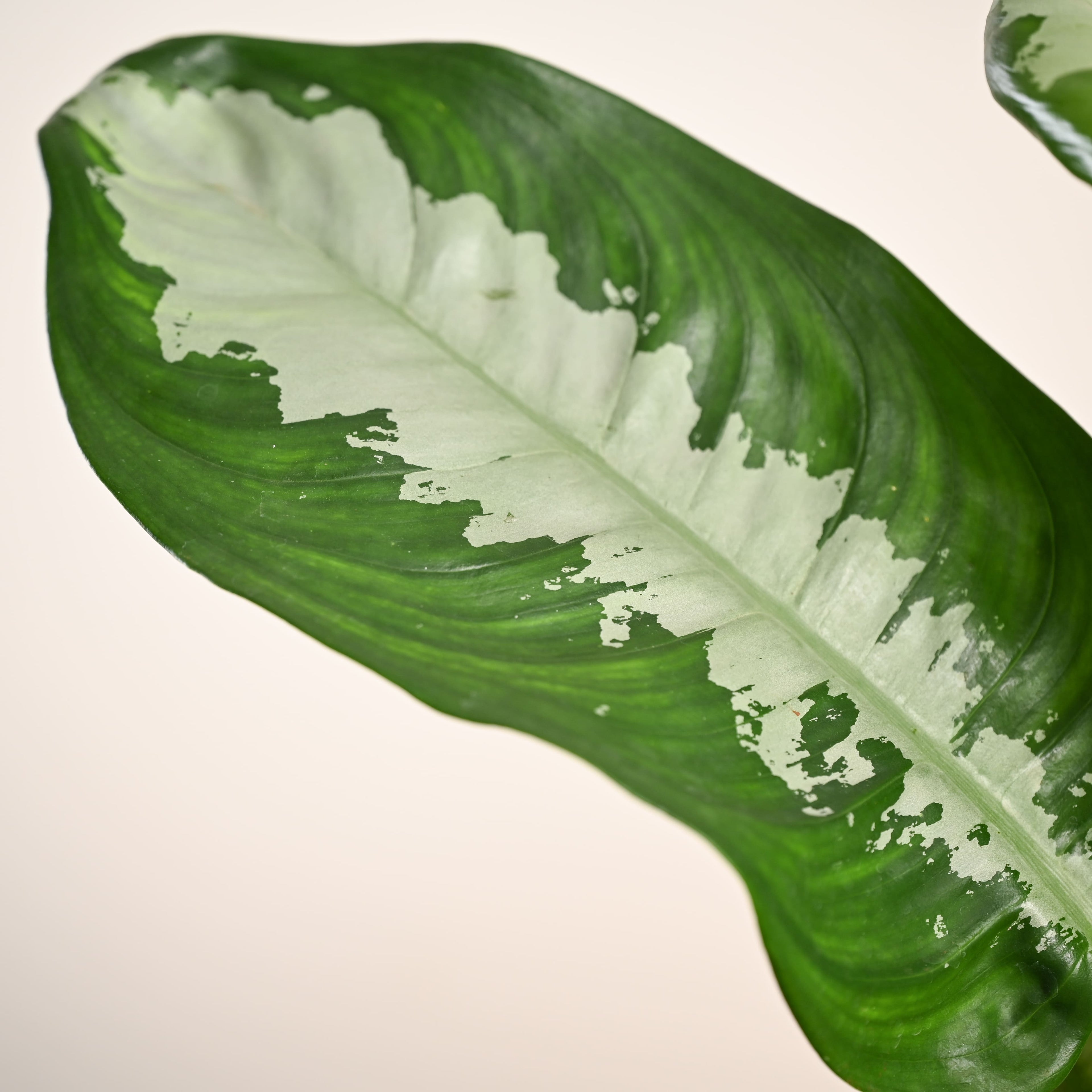 Aglaonema Evergreen Plant - Large