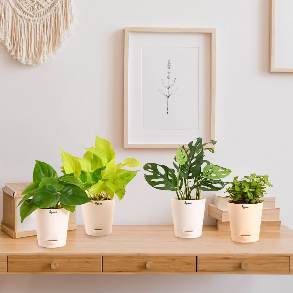 ugaoo indoor plants india Easy Indoor Plant Bundle for Beginners – Ugaoo
