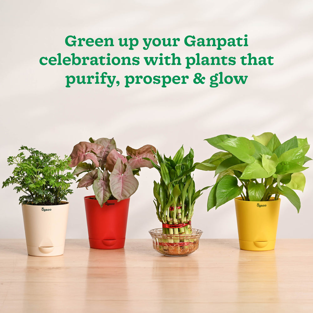 Ganapati Decor - Set of Plants
