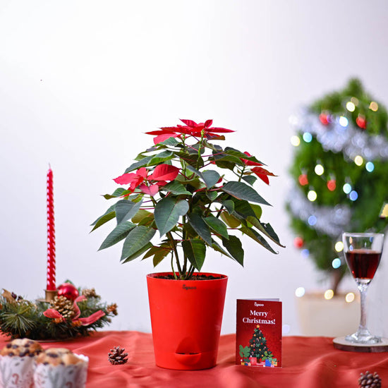 Poinsettia Red Plant Christmas Gift