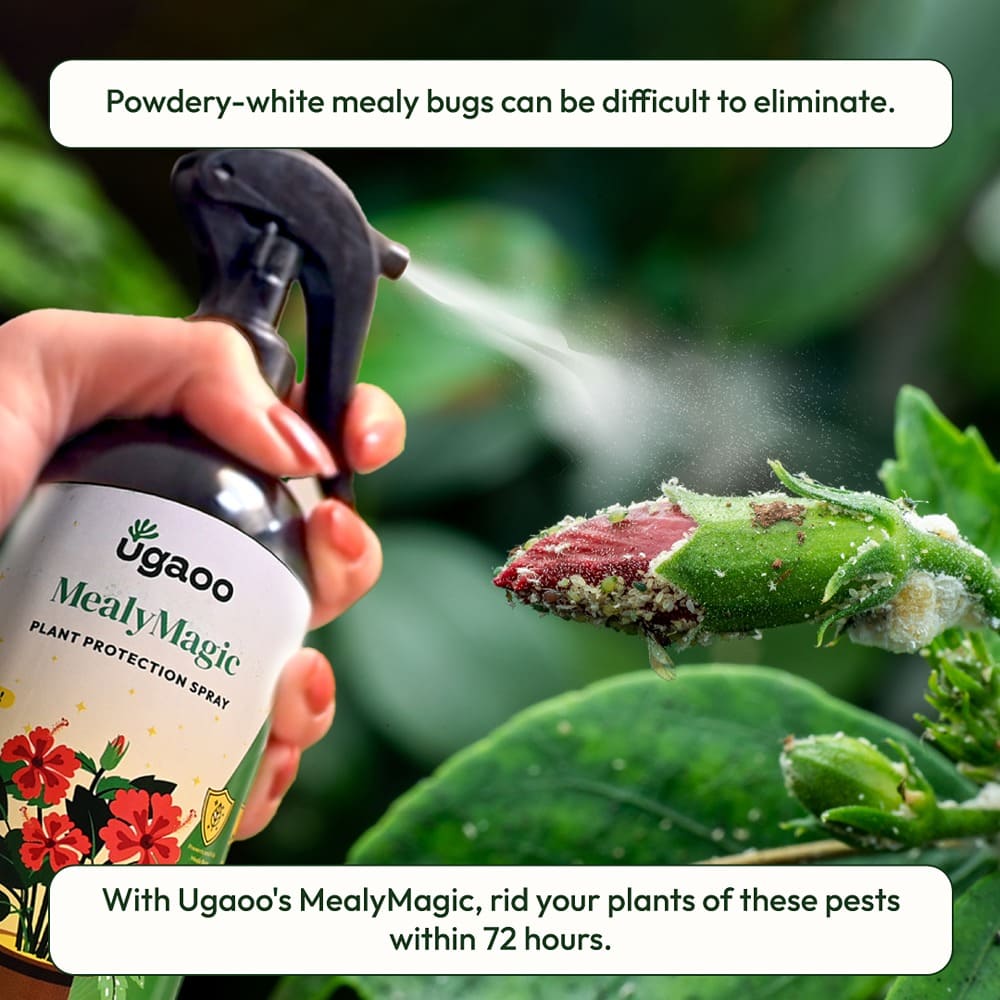 mealy bug spray indoor plant Buy Effective Mealybug Spray: An Eco-friendly & Natural Insecticide for Mealybugs – Ugaoo
