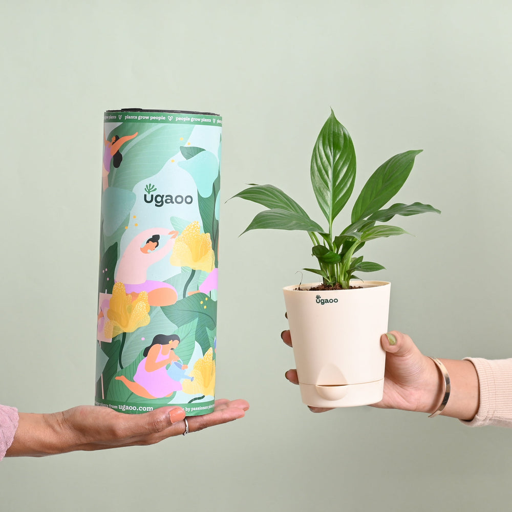 ugaoo peace lily Peace Lily Plant Gift for Women's Day – Ugaoo