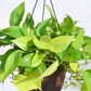 Money Plant Golden With Hanging Pot