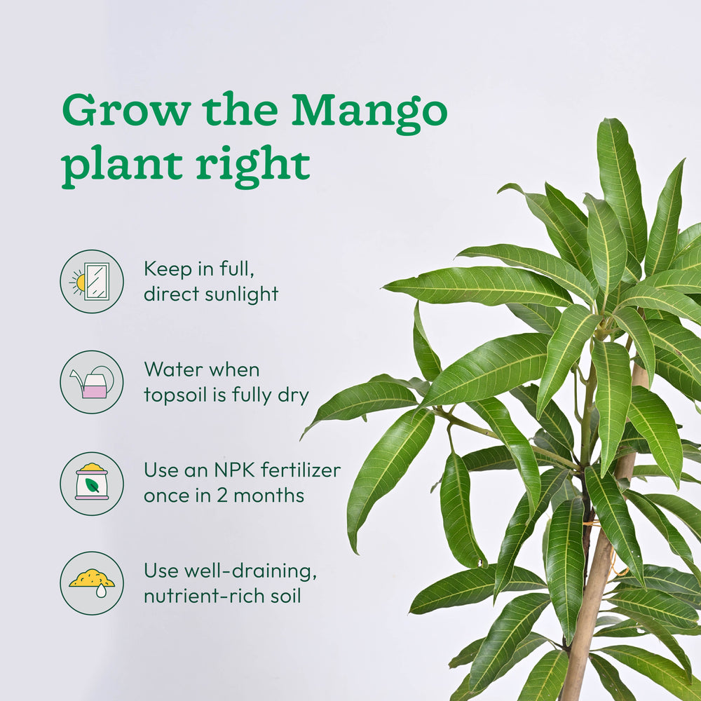 Mango, Guava, Chiku - Combo of 3 Fruit Plants with Grow Bag