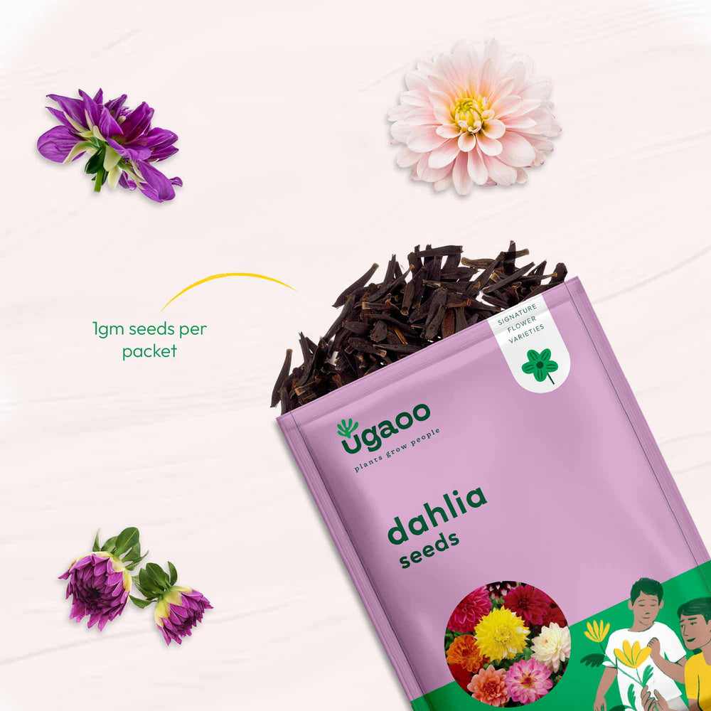 dahlia seeds india Dahlia Seeds – Ugaoo