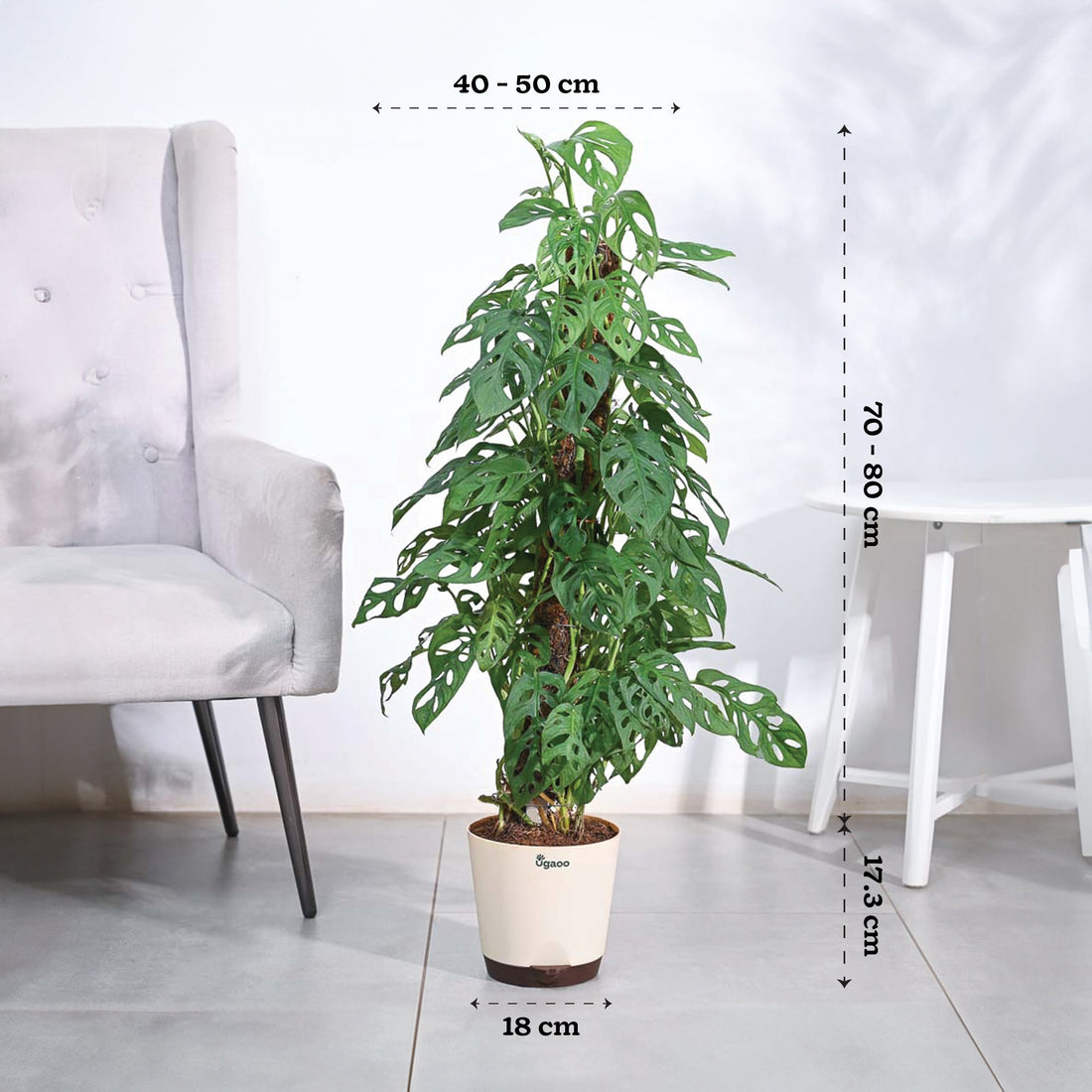 Broken Heart Plant With Moss Stick