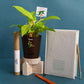 Philodendron Ceylon Golden Plant with Gift Hamper