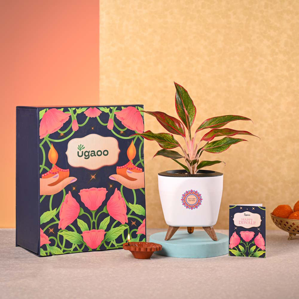 Aglaonema Red Plant &amp; Phool Diwali Gift Hamper