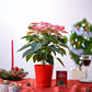 Poinsettia Pink Plant Christmas Gift