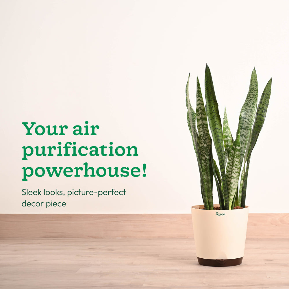 buy snake plant online india Buy Large Sansevieria Zeylanica Plant Online in India