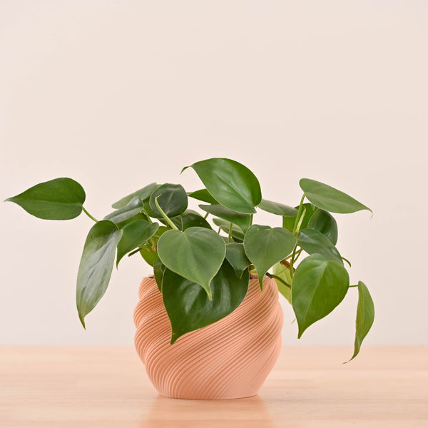 3d plant pots_NUHP0337