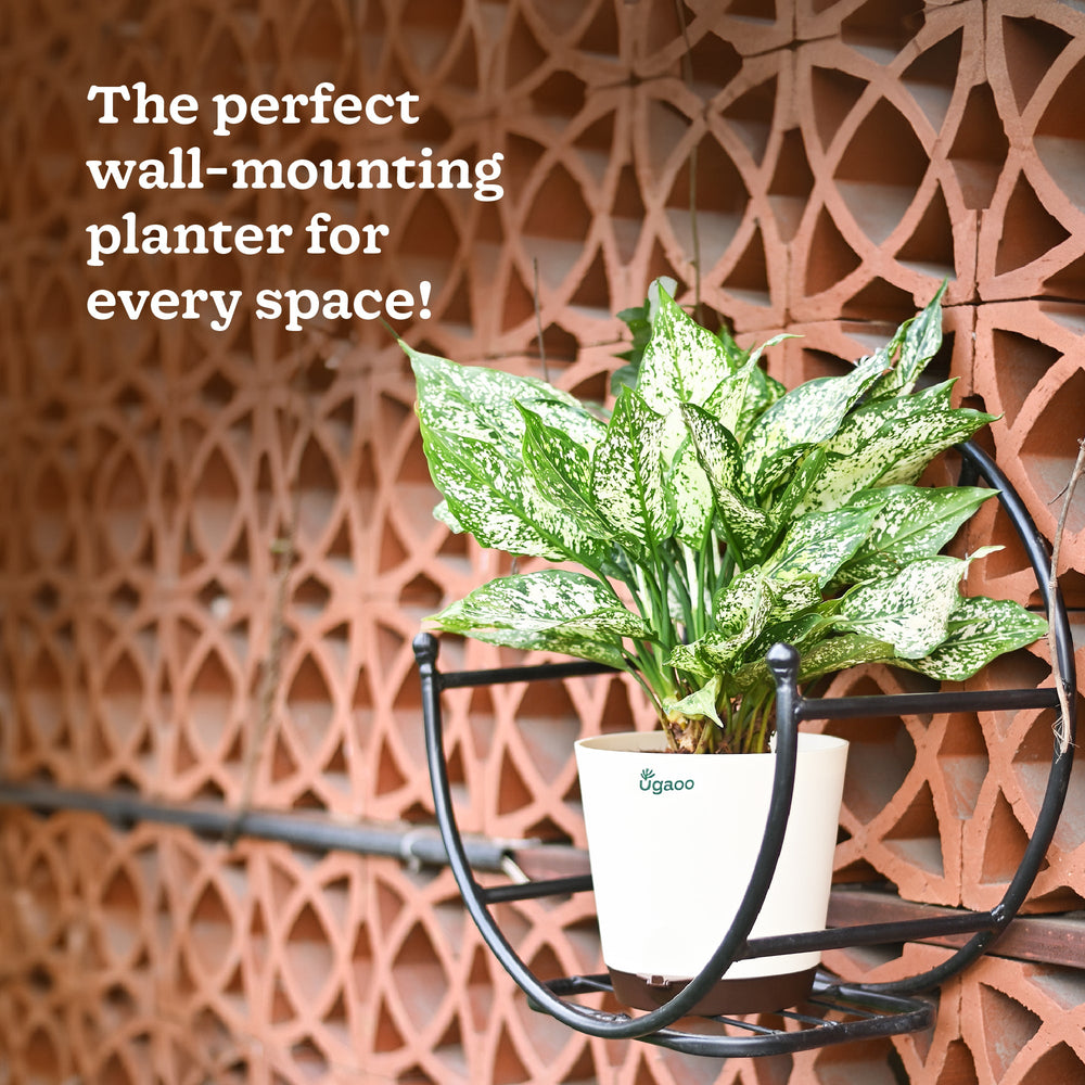 Concave Wall Mounting Planter