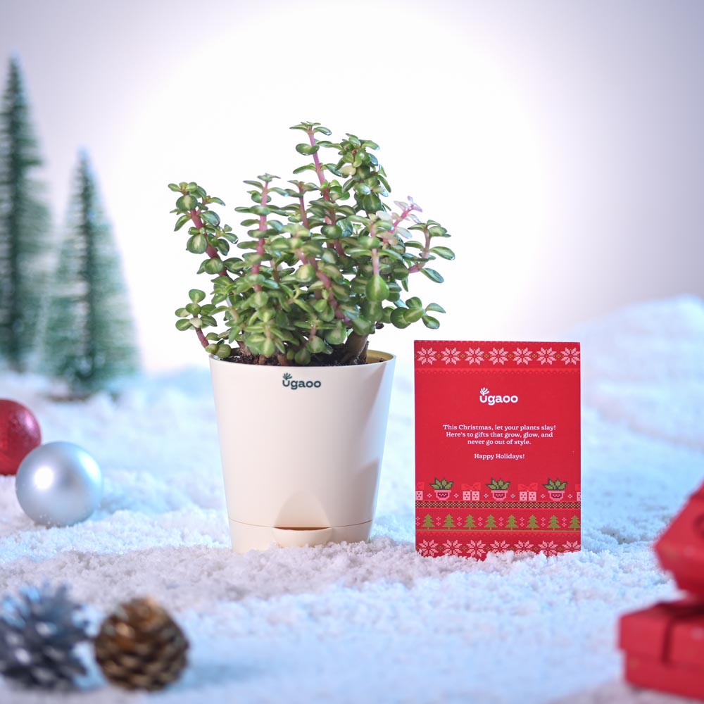 Tri-colour Jade Plant for Christmas
