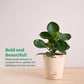Peperomia Green Plant