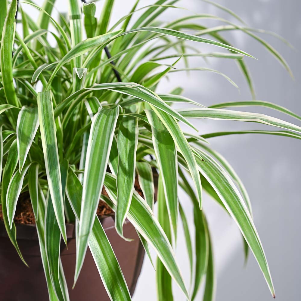 spider plant price in india Buy Premium Hanging Spider Plant Online in India