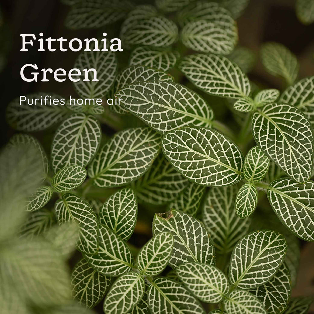 Set of 6 Air Filtration Indoor Plants