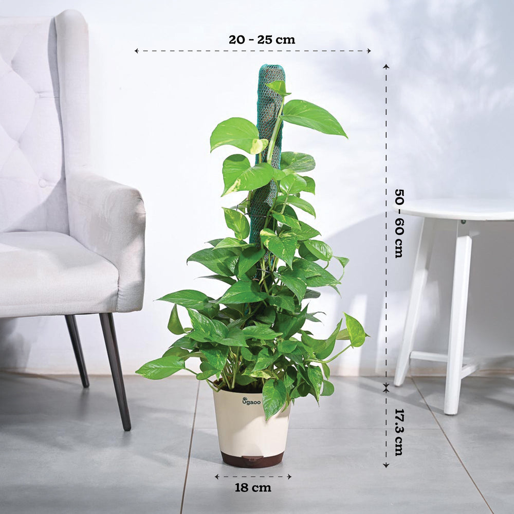 money plant climber stick Money Plant Variegated with Moss Stick – Ugaoo