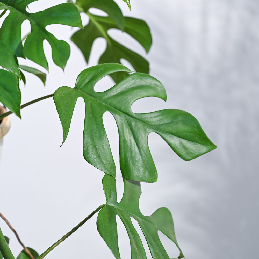 Monstera Minima in Hanging Planter