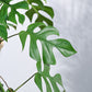 Monstera Minima in Hanging Planter