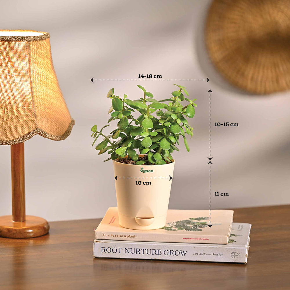 jade plant air purifier Office Desk Air Purifier Plants (Low-Light 4-Pack) – Ugaoo