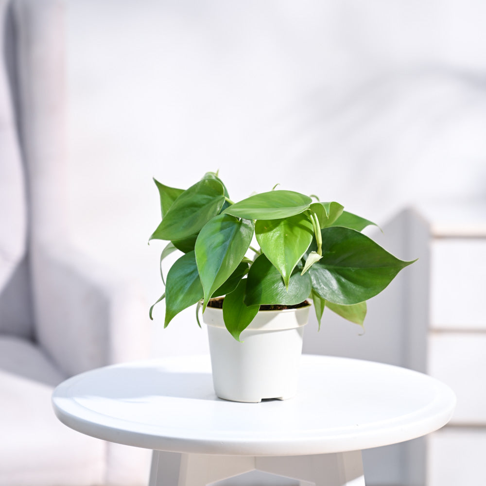 Philodendron Oxycardium Green Plant with Self Watering Pot