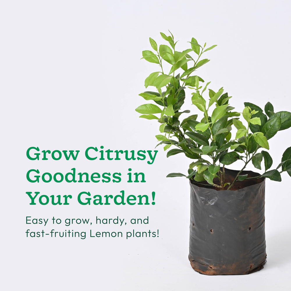 Lemon Plant with Grow Bag