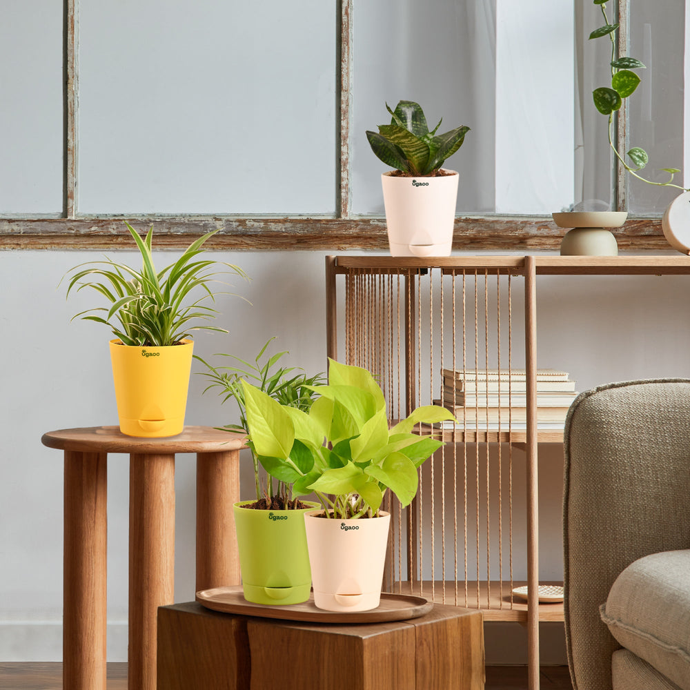 Air Purifying Indoor Plants Combo - Low Care Oxygen Boosters