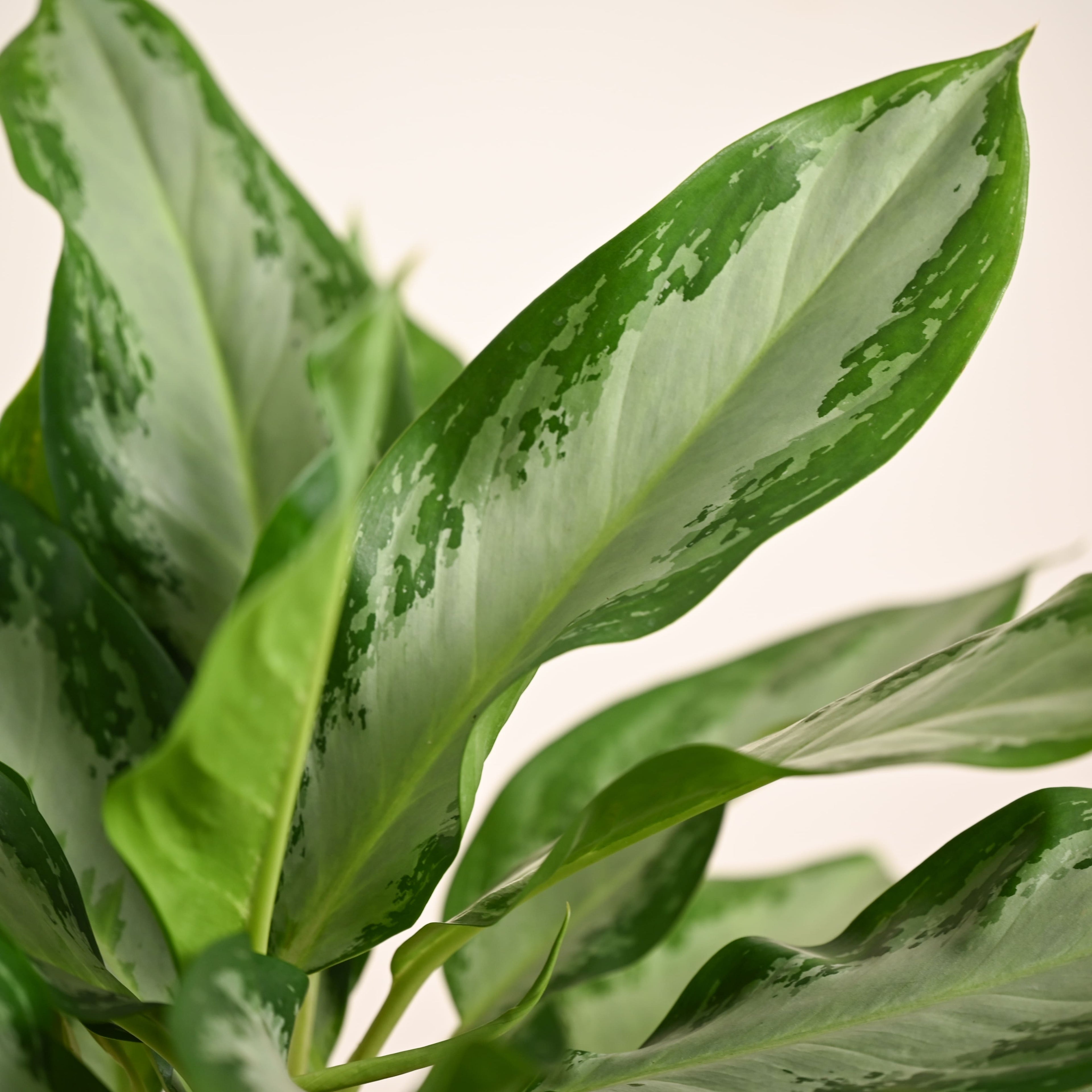 Aglaonema Manila Beauty - Large