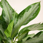 Aglaonema Manila Beauty - Large