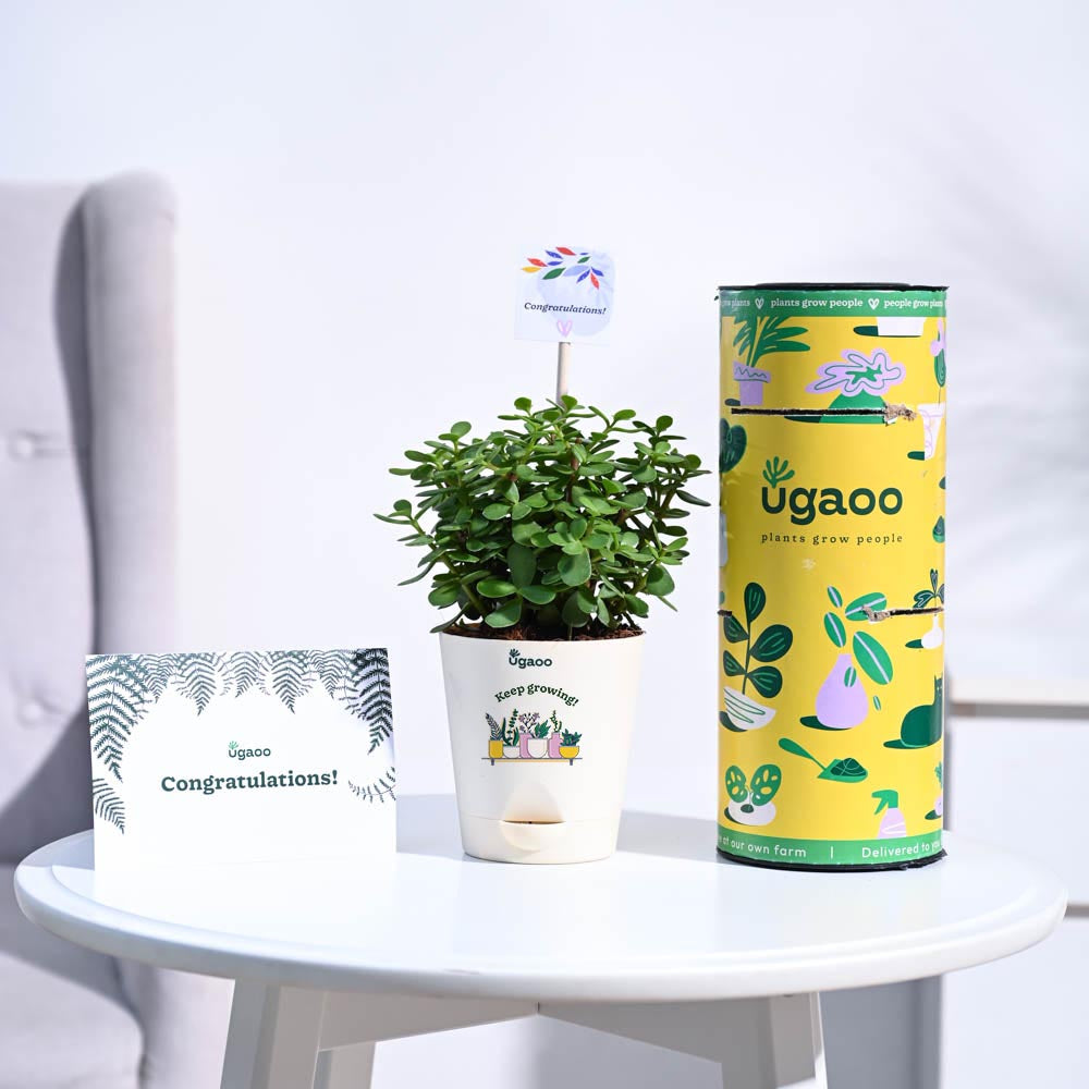 jade plant gift message Jade Mini Congratulations Gift hamper – Ugaoo