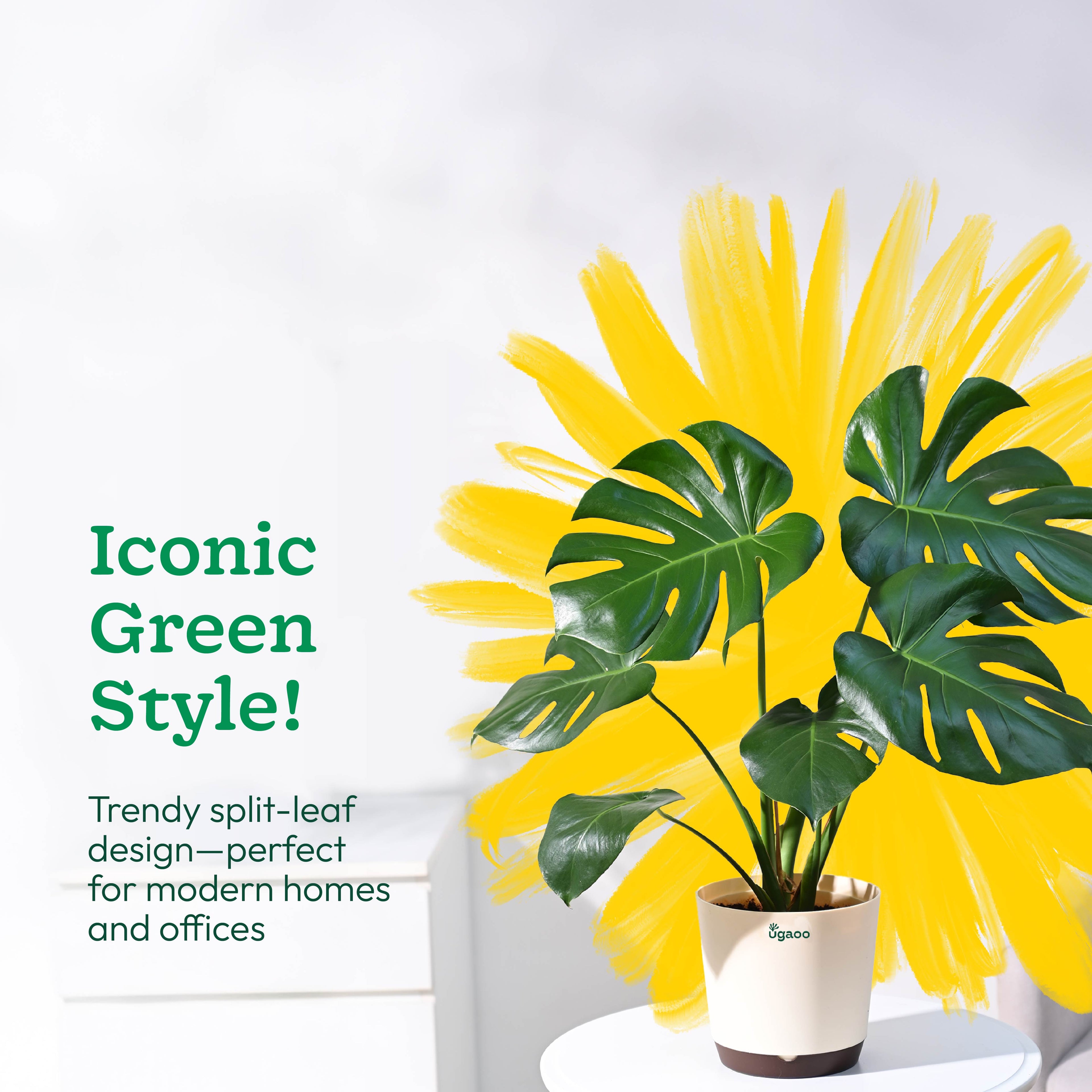 Monstera Deliciosa Plant