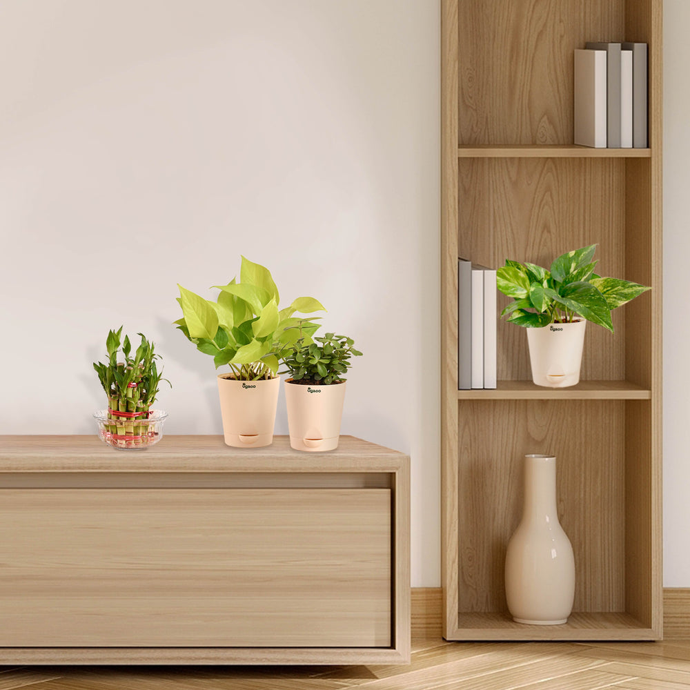 Vastu &amp; Feng Shui Lucky Plant Combo - Good Luck Plants for Home