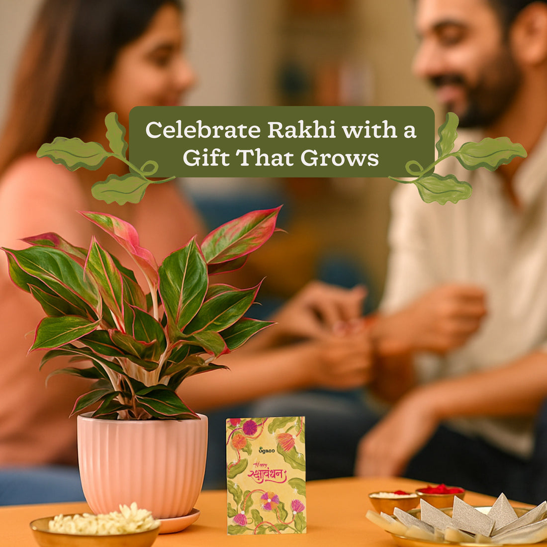 Rakhi Gift for Sister - Aglaonema Red Plant in Grail Ceramic Pot - Medium