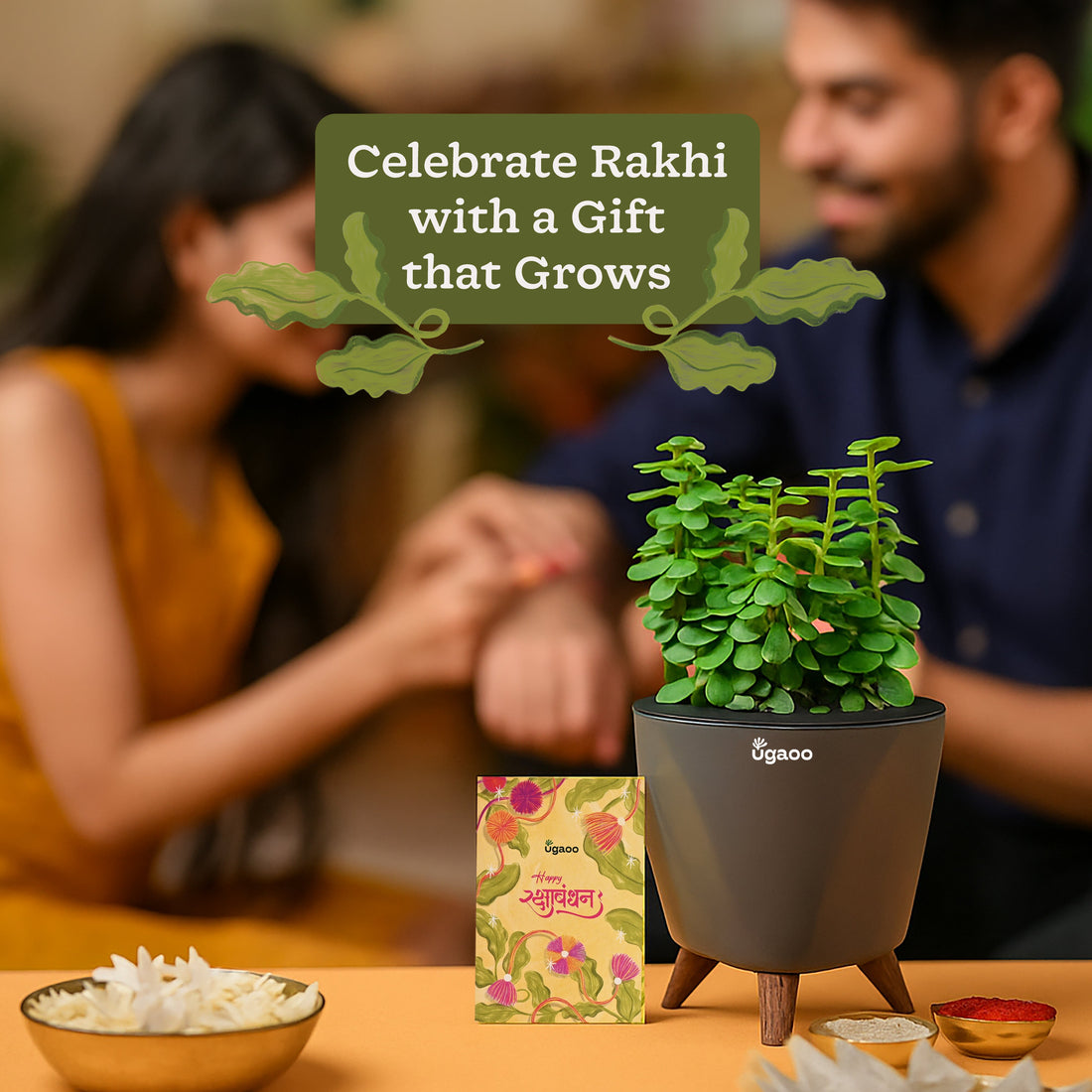 Rakhi Gift for Sister - Jade Mini Plant with Lagos Pot
