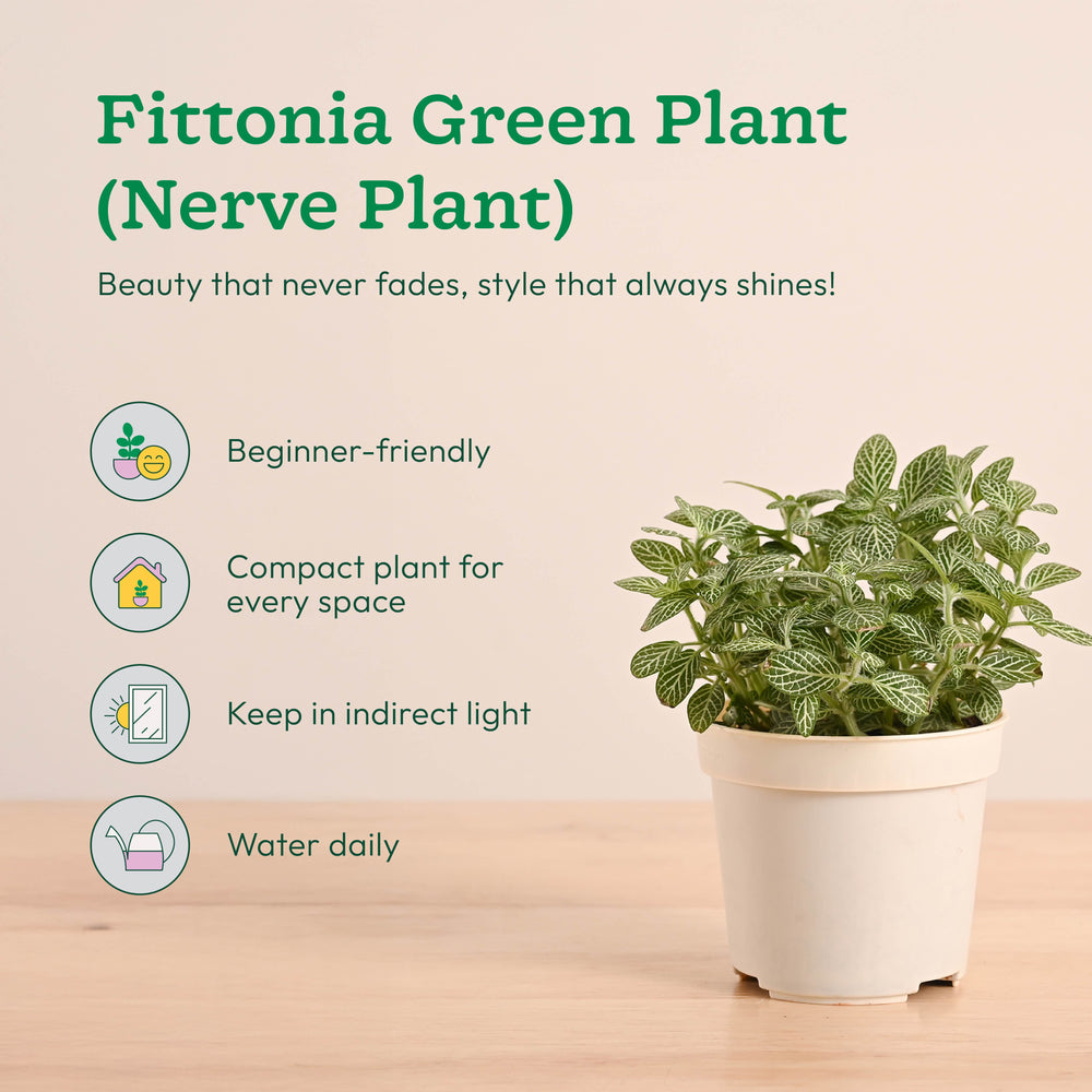 Mini Indoor Plant Set: Low Maintenance Desk &amp; Office Collection (Set of 4, Air Purifying)