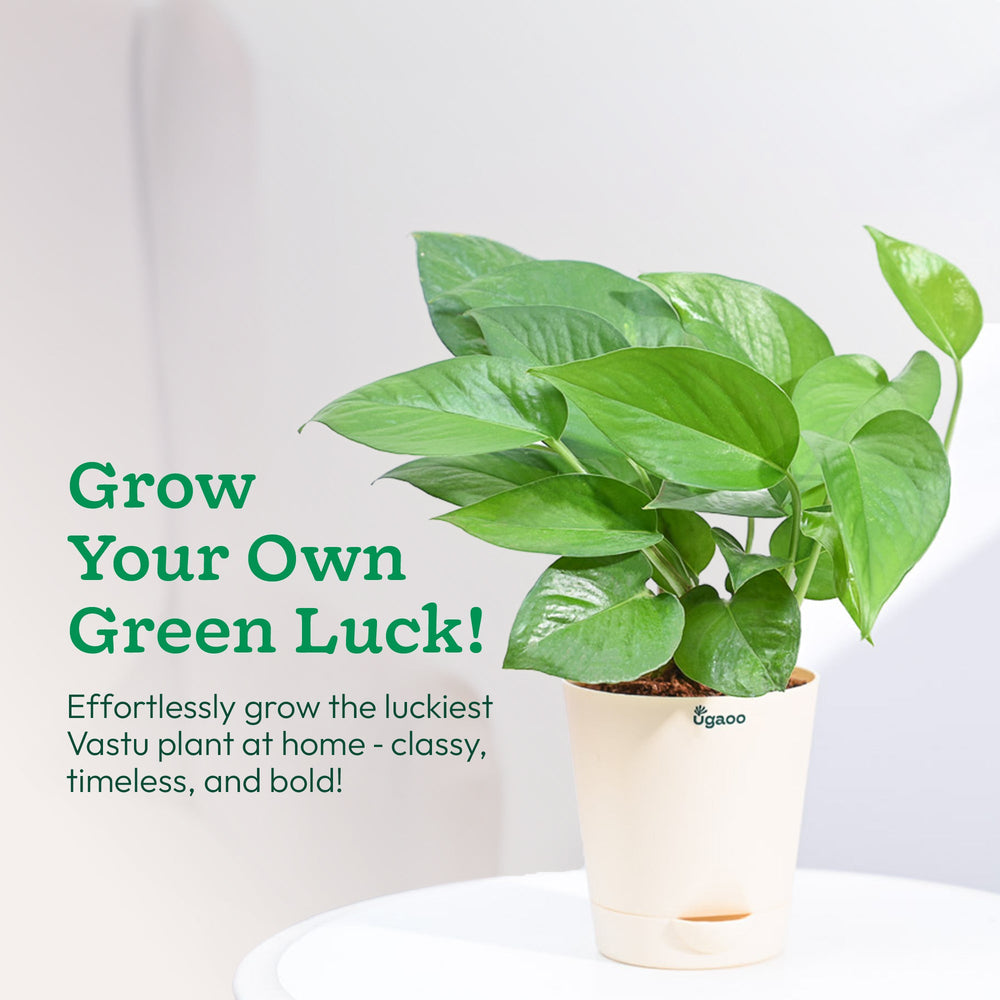 money plant online_NUPL0017KLG