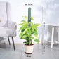 Philodendron Ceylon Golden Plant With Moss Stick