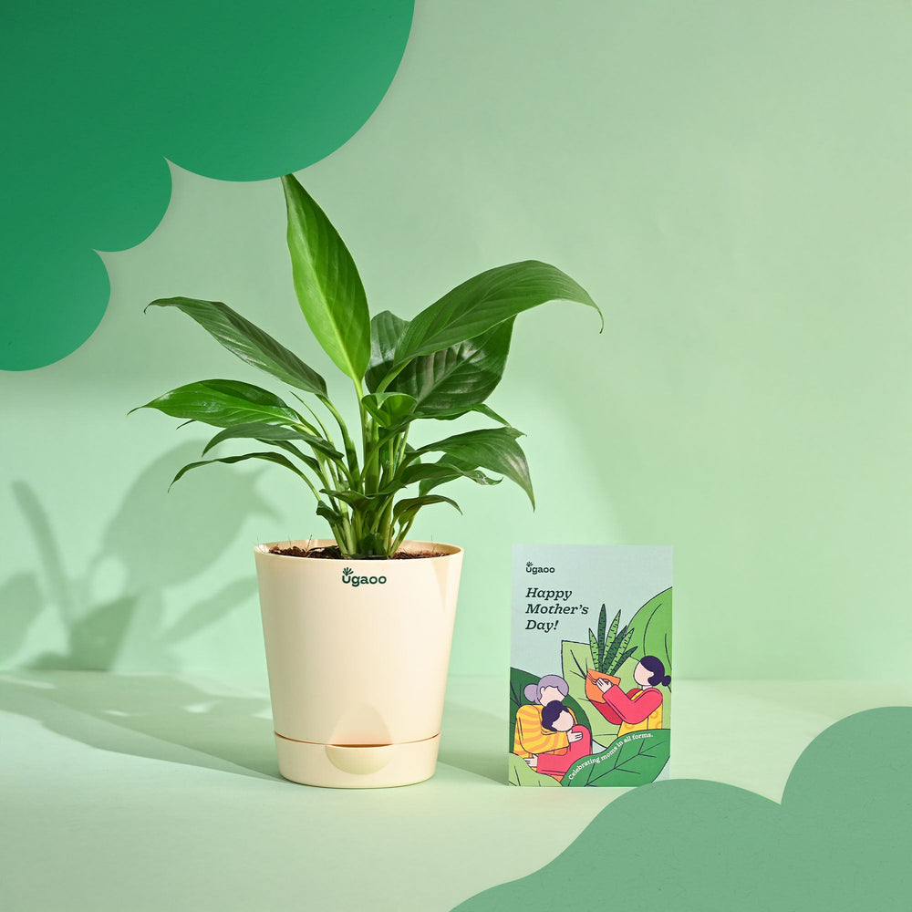 ugaoo peace lily Peace Lily