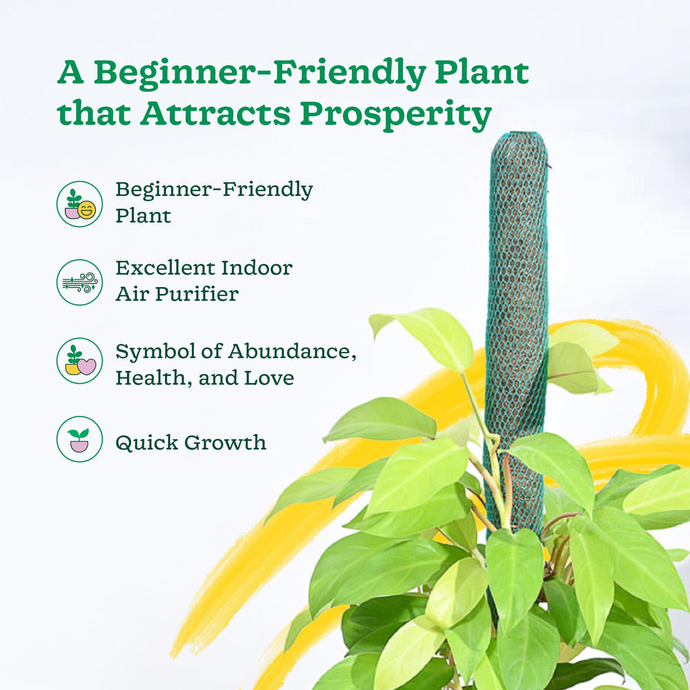 Philodendron Ceylon Golden Plant With Moss Stick