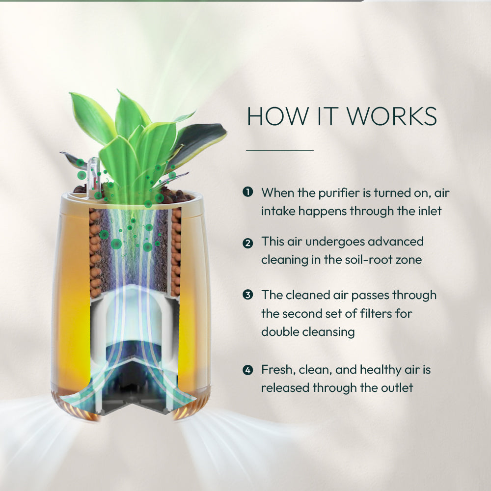 are plants air purifiers Buy Top Room Air Purifiers for your home
