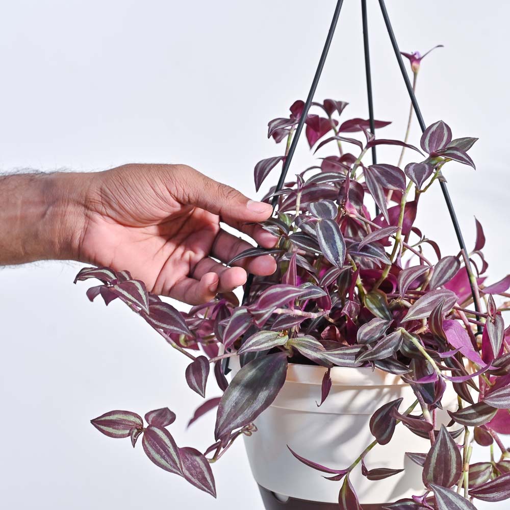 Buy Wandering Jew Plant in Hanging Pot Safe Home Delivery Ugaoo