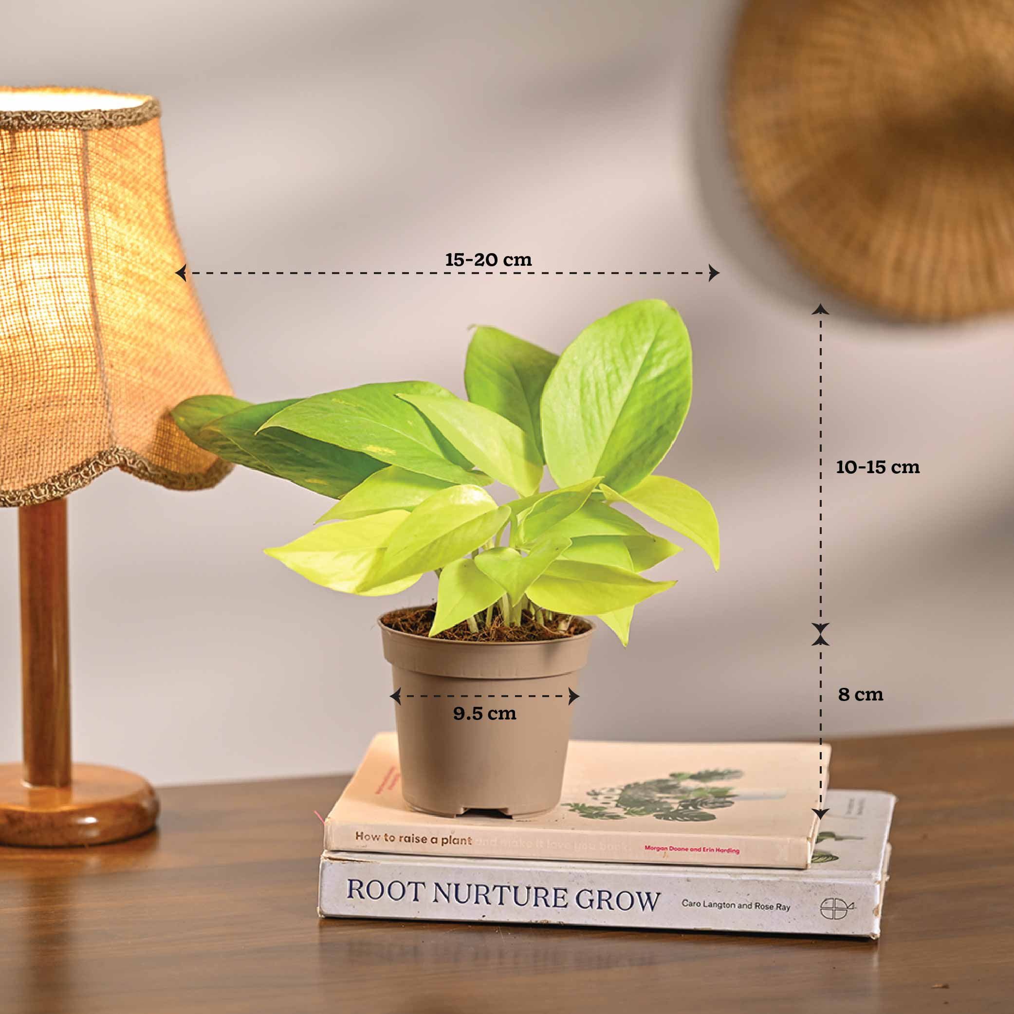 Set of 6 Air Purifier Plant Bundle