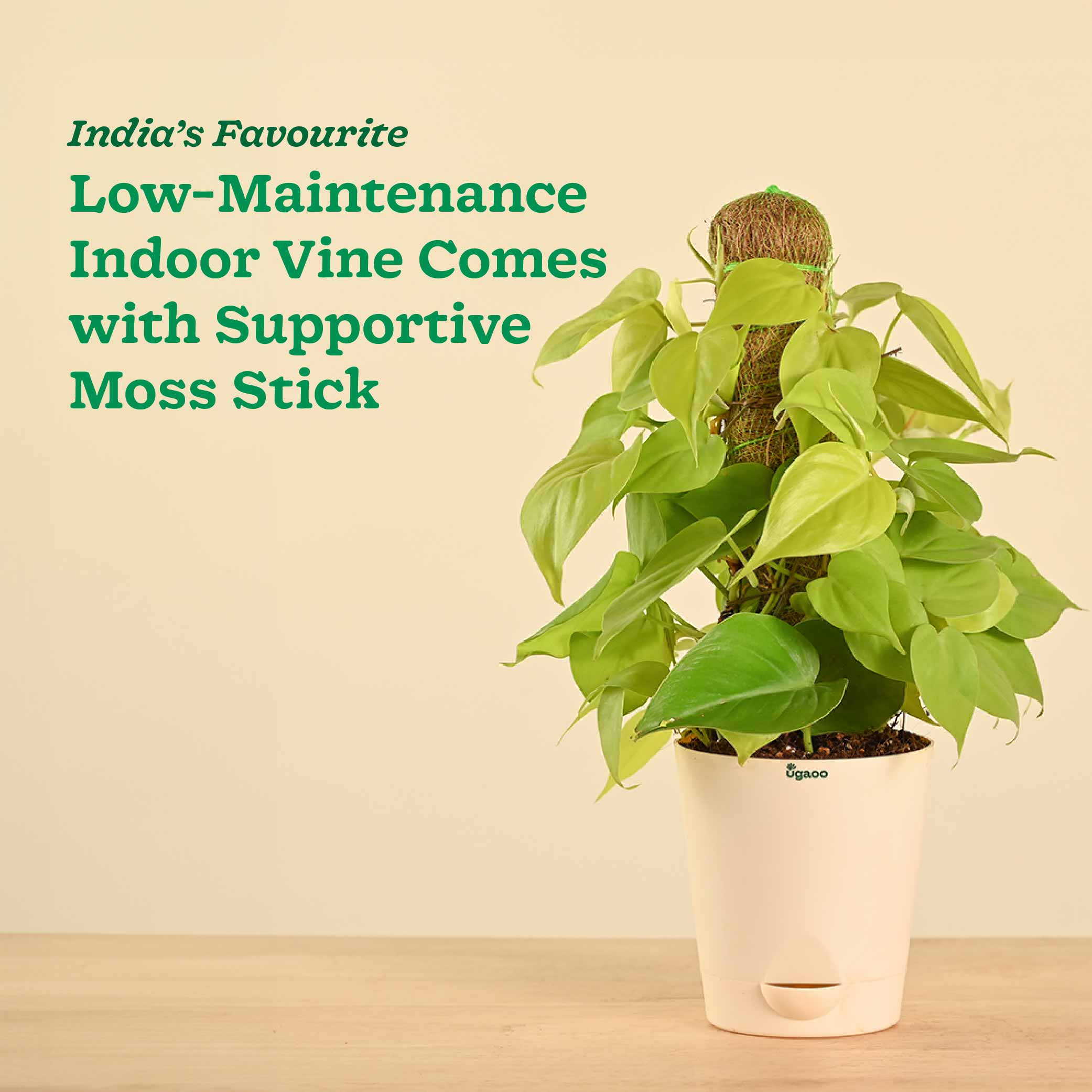 Oxycardium Golden Plant with Moss Stick - Medium