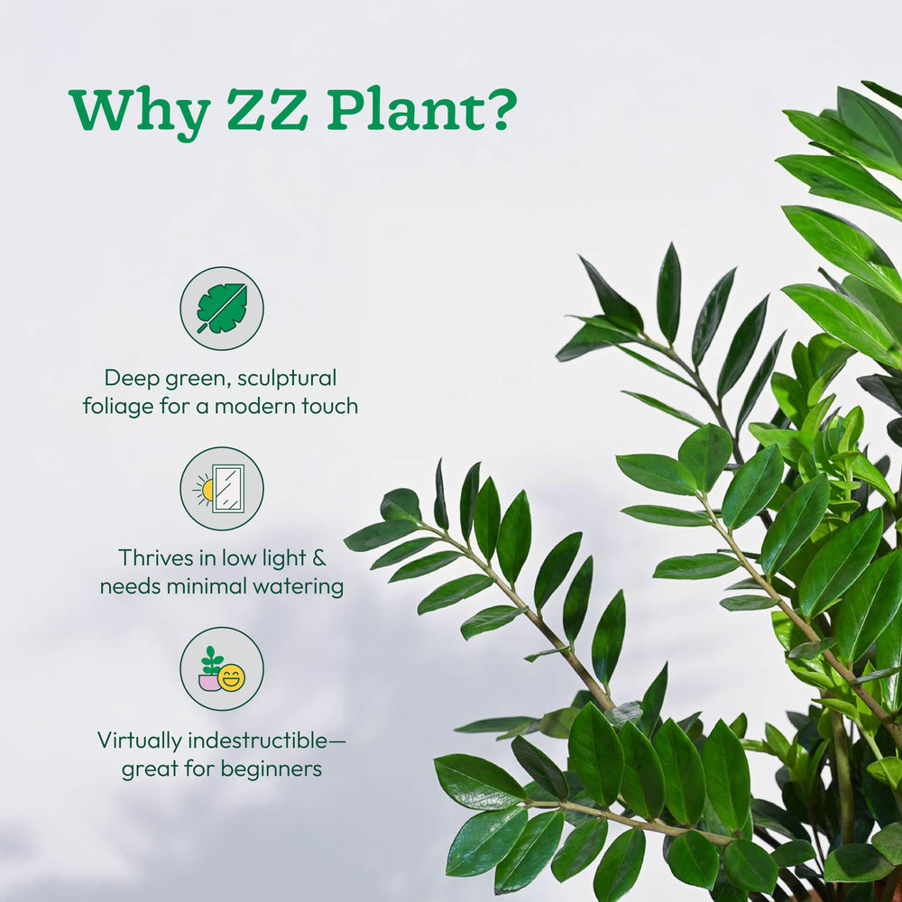 ZZ Plant - XL