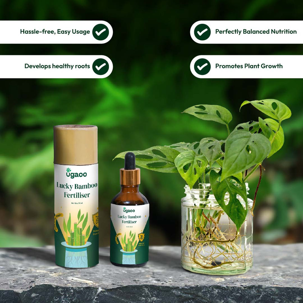 lucky bamboo nutrients Lucky Bamboo Fertilizer