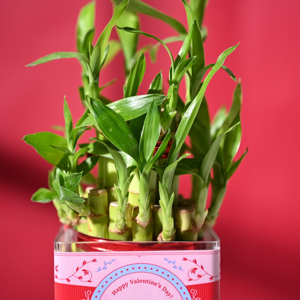 lucky bamboo bowl Lucky Bamboo 2 Layer in Square Bowl