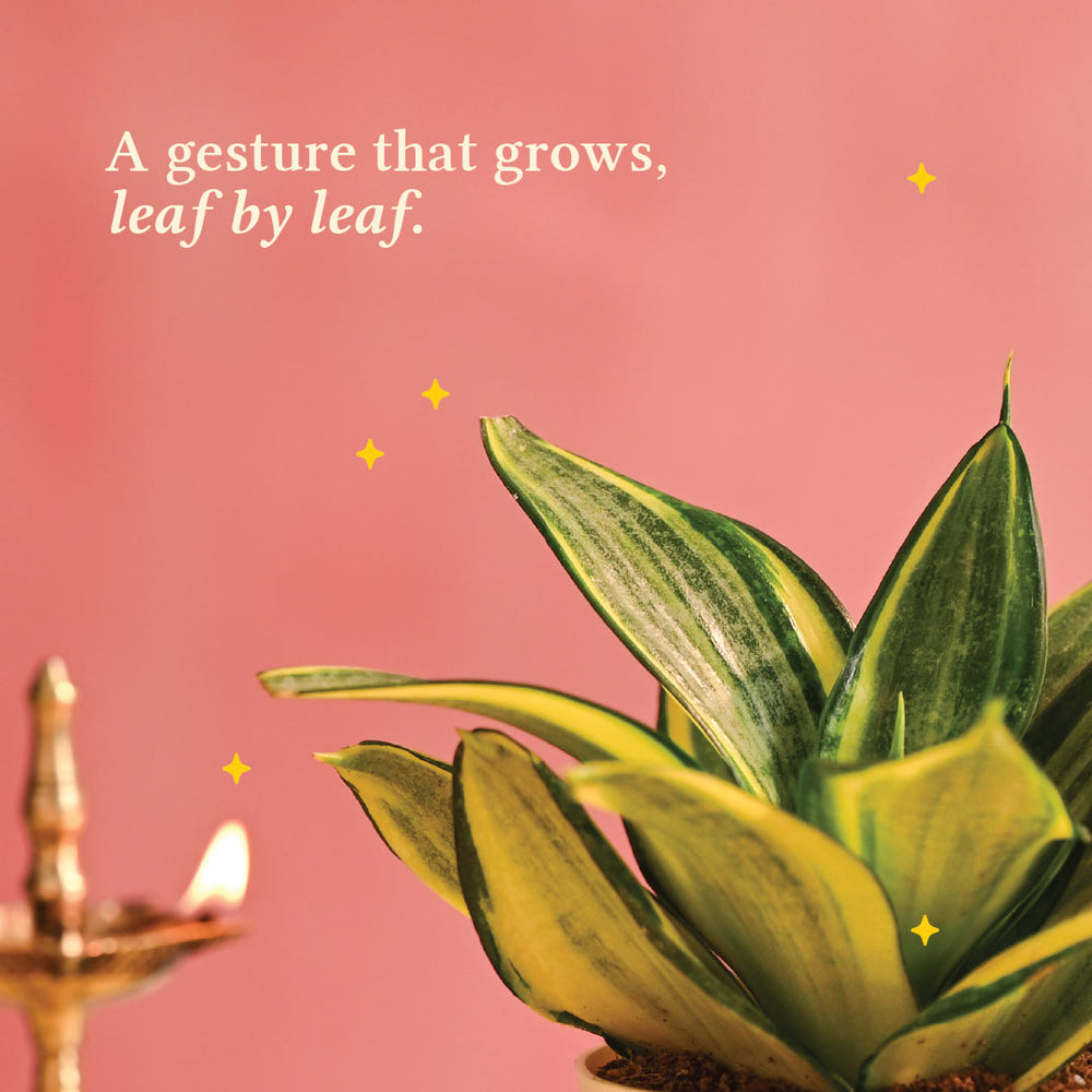 Snake Plant - Golden - Diwali Edition