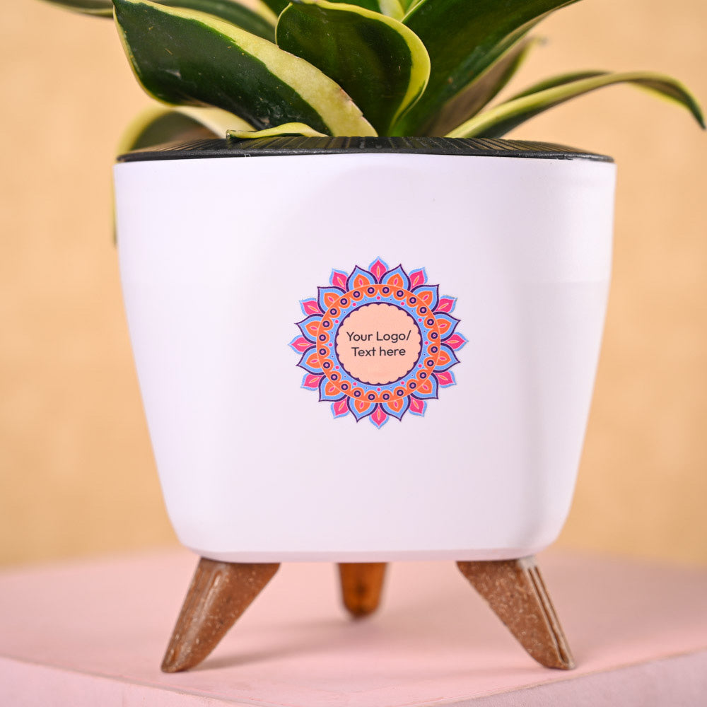 Snake Plant Golden Hahnii &amp; Nutki Diwali Gift Hamper