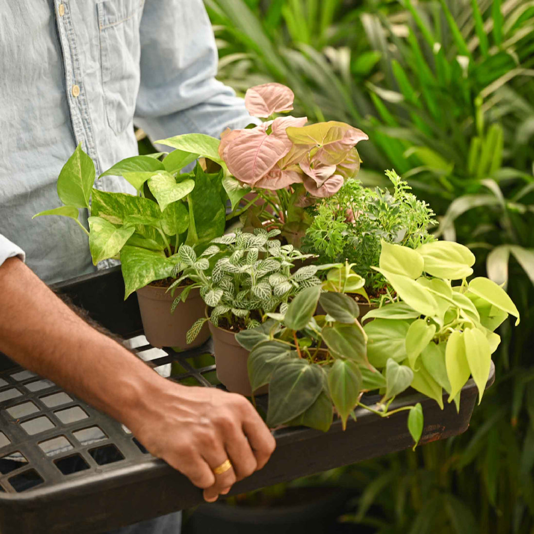 Set of 6 Air Purifying Indoor Plant Bundle